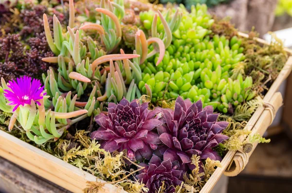 Plantas de Sedum utilizadas para aplicações em telhados verdes — Fotografia de Stock