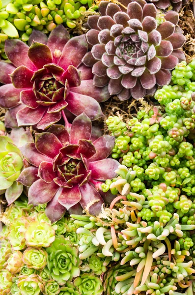 Plantes de sedum utilisées pour les toitures vertes — Photo