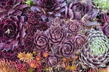 Bahçedeki veya sempervivium bitkiler için sürdürülebilir yeşil çatı ile kullanma