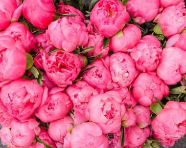 buket çiçek açan peonies