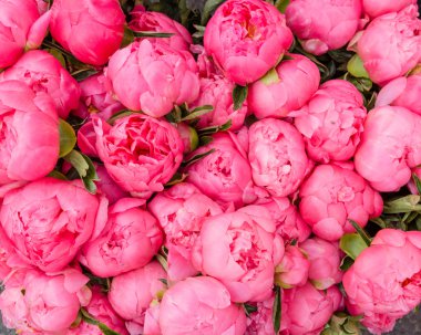 Bouquet of blooming peonies clipart
