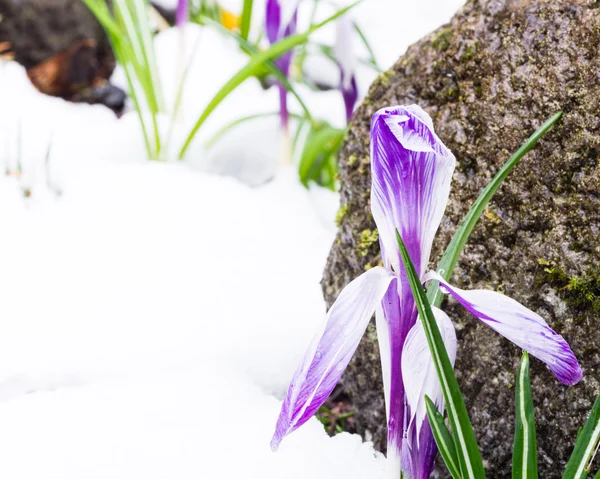 Crocus blommor blommar i snön — Stockfoto