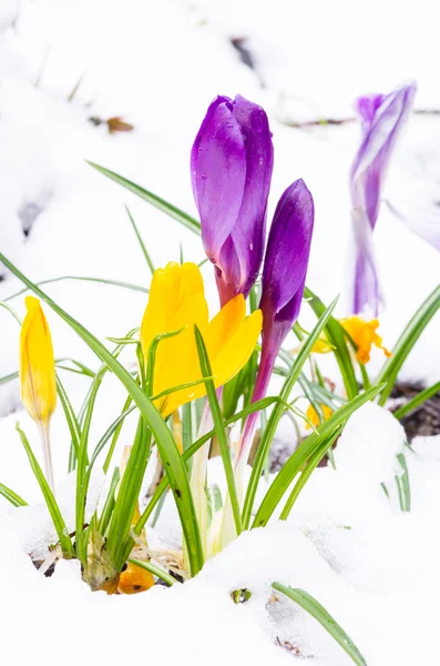 Crocus virágok virágzó a hóban — Stock Fotó