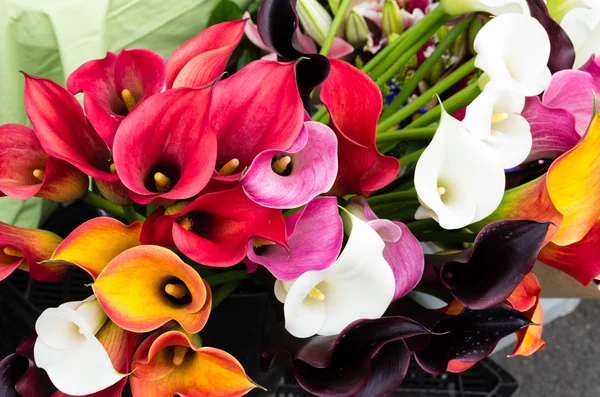 Ljusa blommande calla lily Blom — Stockfoto