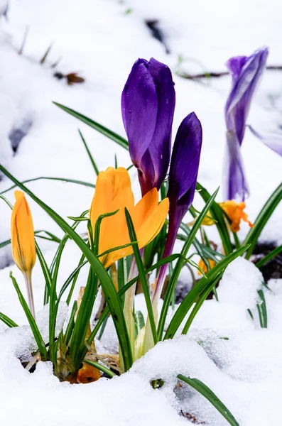 番红花在雪中盛开的花朵 — 图库照片