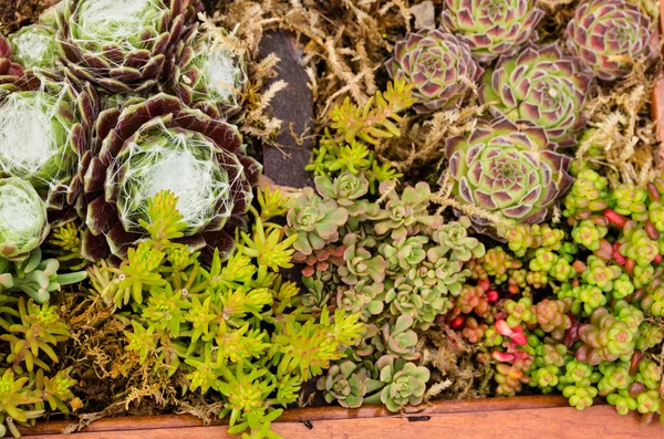 Plantas de sedum utilizadas para aplicaciones de techos verdes — Foto de Stock