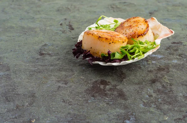 Freshly cooked scallops on a shell — Stock Photo, Image