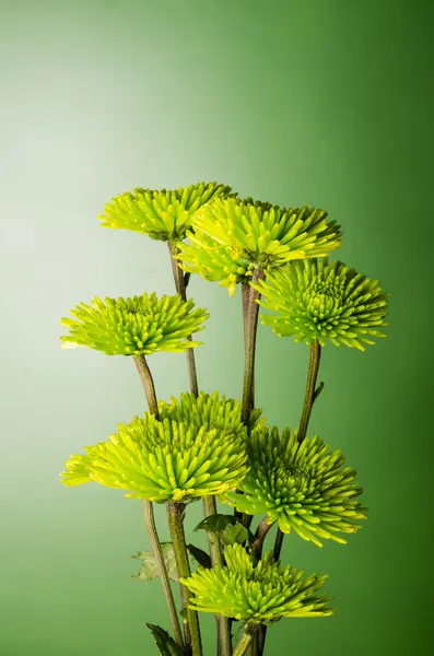 Arreglo de flores de crisantemo sobre fondo verde — Foto de Stock