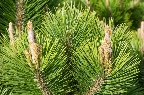 Pine needles and candles of new growth — Stock Photo, Image