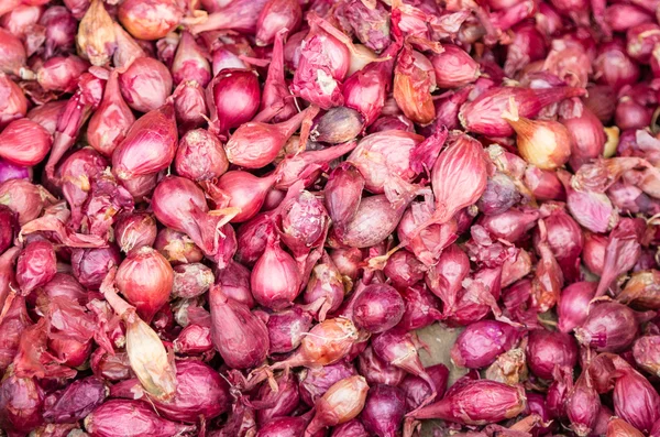 Set di cipolle rosse pronte per essere piantate — Foto Stock