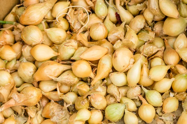 Yellow onion sets ready to be planted — Stock Photo, Image