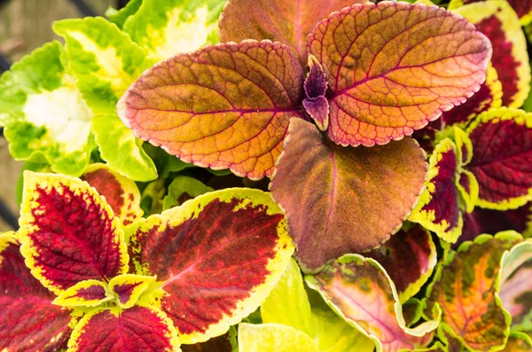 Coleus växter med färgglada löv — Stockfoto