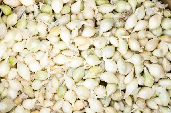 White onion sets ready to be planted — Stock Photo, Image