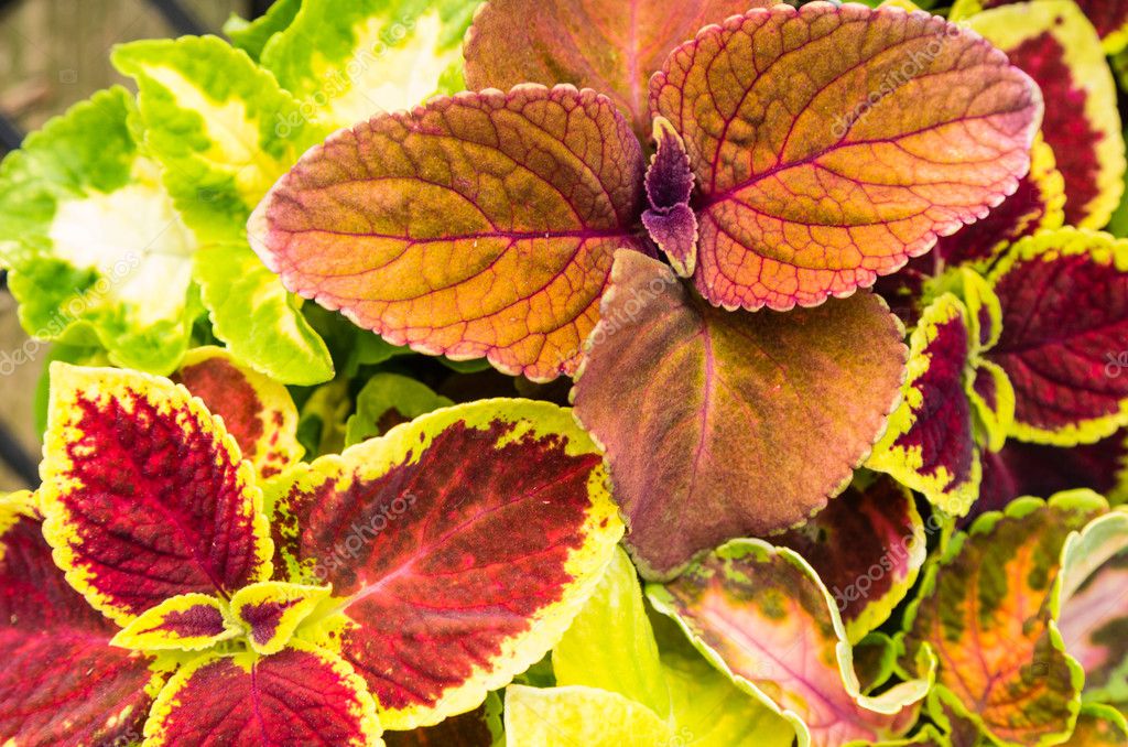 Coleus Pflanzen mit bunten Blättern — Stockfoto © zigzagmtart 26220161