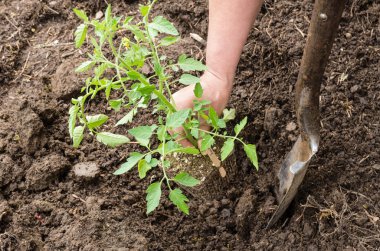 Ev Sebze Bahçe hazırlık