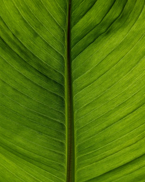 Green leaf backlit to show vein detail — Stock Photo, Image