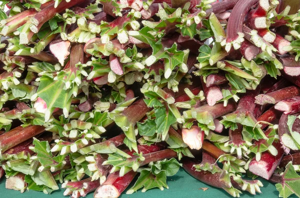 Fresh rhubarb stalks on display at the market — Stock Photo, Image