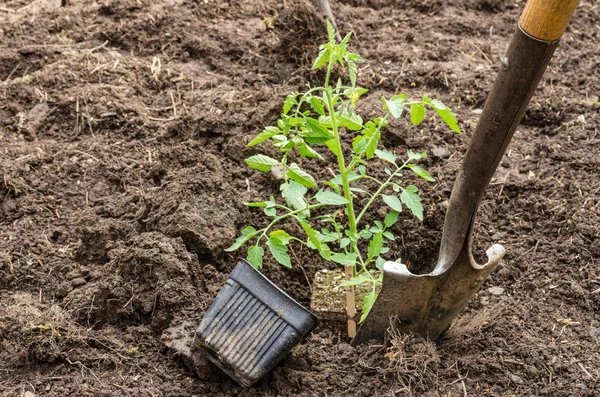 Hem vegetabiliska trädgårdsskötsel förberedelse — Stockfoto
