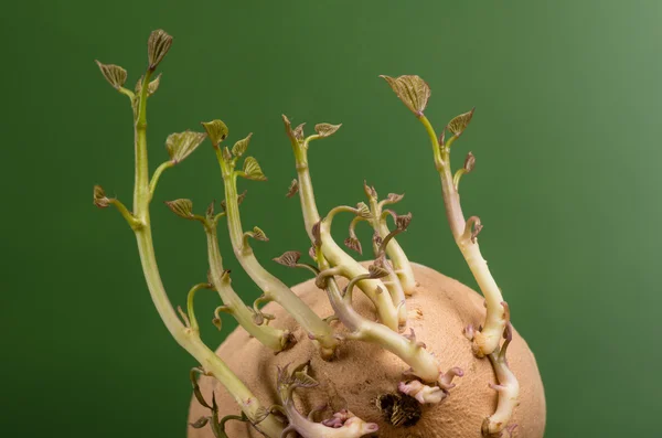 Zoete aardappel met nieuwe scheuten groeiende — Stockfoto