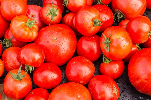 Tomates maduros recém-colhidos no mercado — Fotografia de Stock