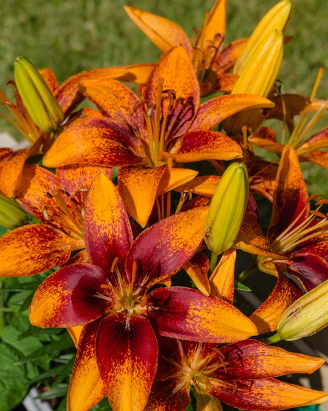 Grupo de flores de lírio laranja em flor — Fotografia de Stock