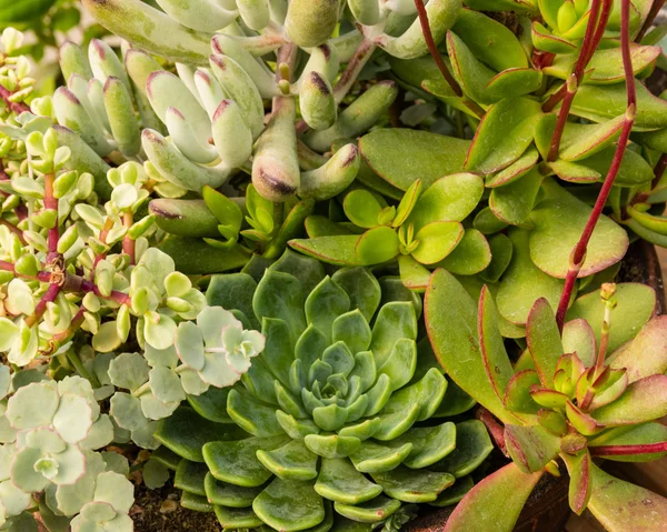 Sempervivum oder Sedum Pflanzen im Garten — Stockfoto