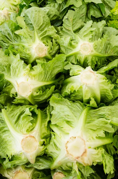 Recién cosechadas cabezas de lechuga romana — Stockfoto