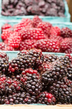 taze marionberries'ndeki