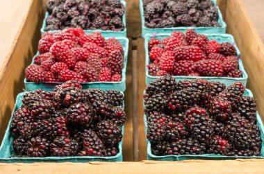 taze marionberries ve sepetler içinde tayberries