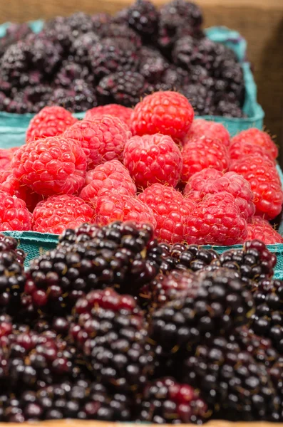 marionberries ve Kırmızı Ahududu sepetleri