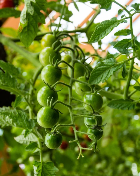 Tomates cerises poussant dans le jardin — Photo