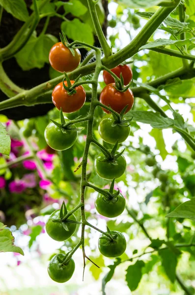 Tomates cerises poussant dans le jardin — Photo