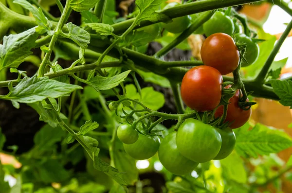 Wiśniowe pomidory rozwój w ogrodzie — Zdjęcie stockowe