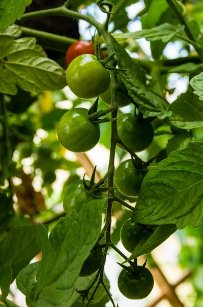 Cherry tomatoes growing in the garden — Stock Photo, Image