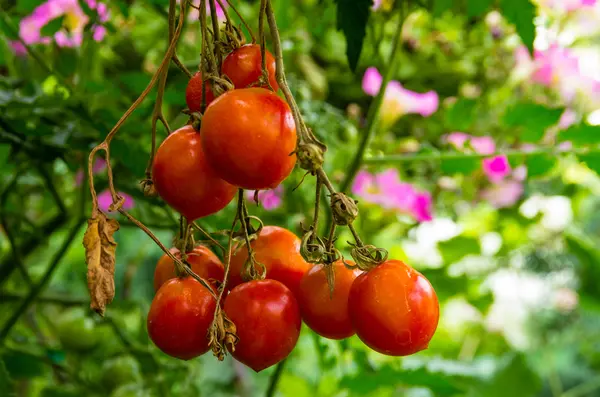 Cherry tomatoes growing in the garden — Stock Photo, Image