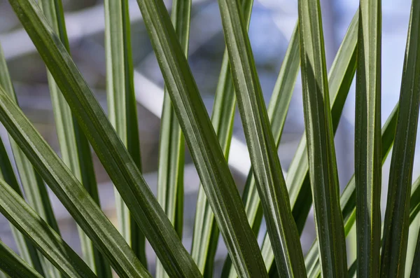 Crossed palm fronds in a pattern — Stock Photo, Image