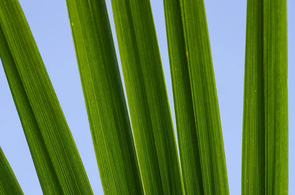 A green palm leaf against blue sky — Stock Photo, Image