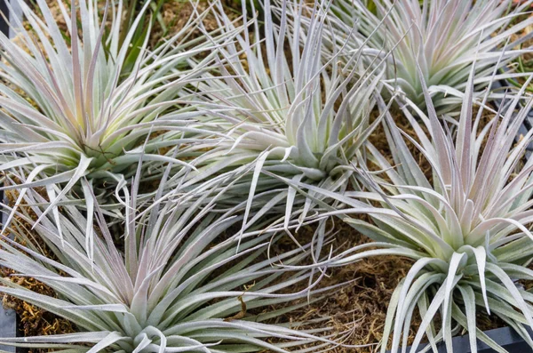 Tillandsia roślin na sprzedaż w przedszkolu — Zdjęcie stockowe