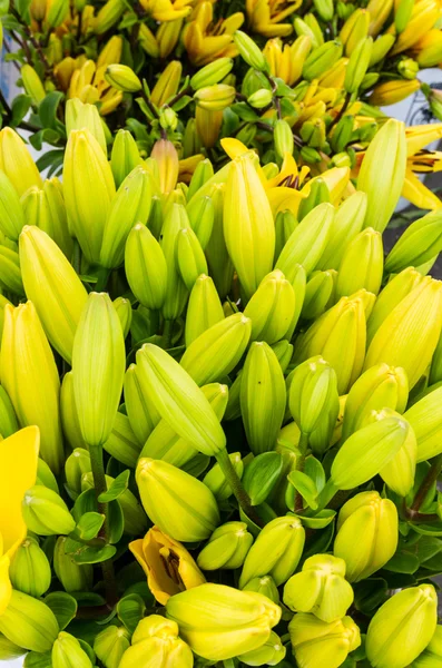 Des seaux de fleurs de lys frais au marché — Photo