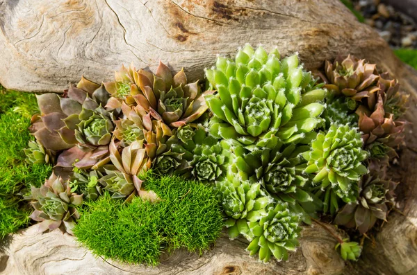 Sedum planten gebruikt voor duurzame aanplant — Stockfoto