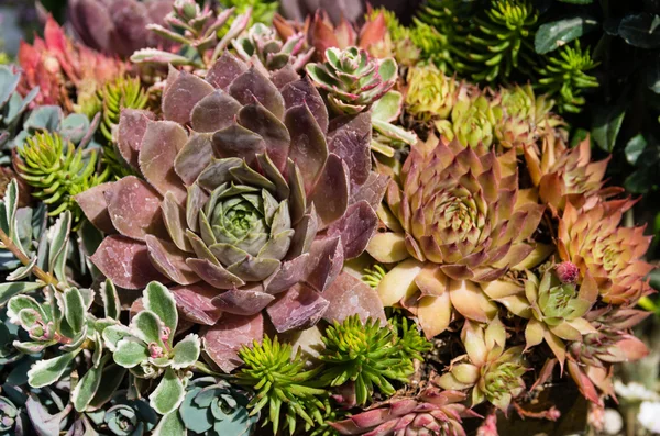 Sedum planten gebruikt voor duurzame aanplant — Stockfoto