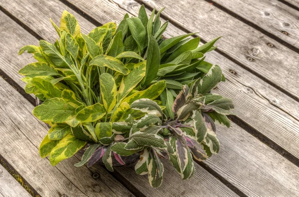 Fresh sage herb for seasoning — Stock Photo, Image