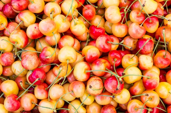 Fresh Queen Anne cherries on display — Stock Photo, Image