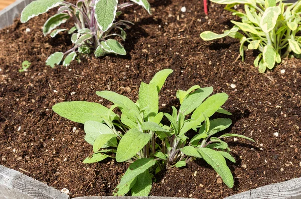 Herb plants grown in a wooden container — Stock Photo, Image