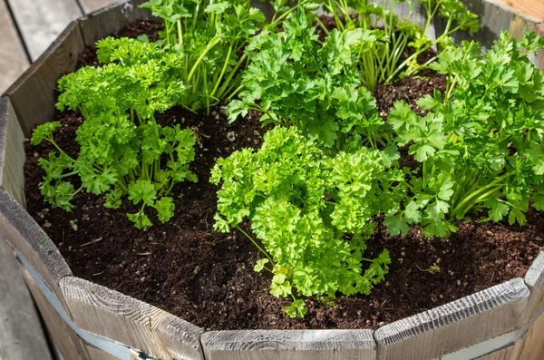 Plantes herbacées cultivées dans un récipient en bois — Photo