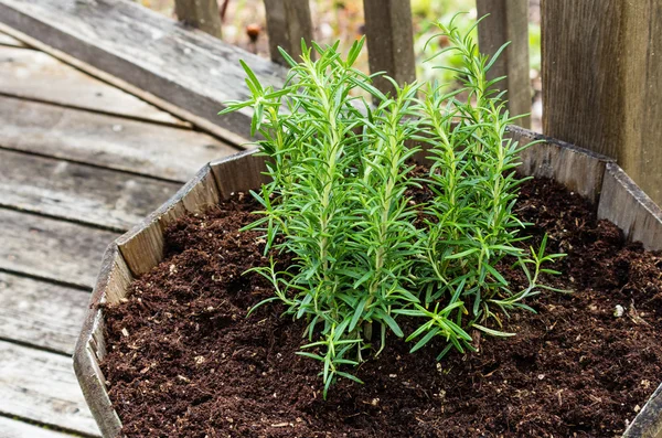 Plantas de ervas cultivadas em um recipiente de madeira — Fotografia de Stock