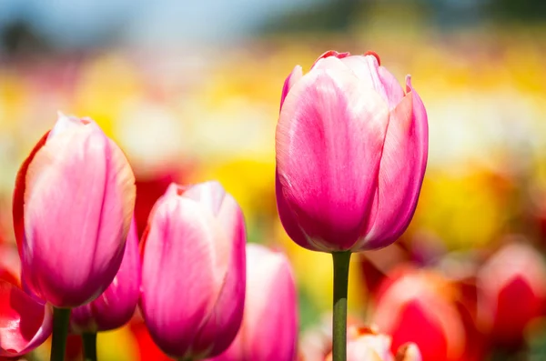 Рослини тюльпанів з квітами в повному розквіті — стокове фото