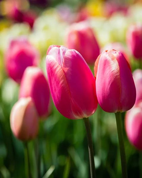 Рослини тюльпанів з квітами в повному розквіті — стокове фото