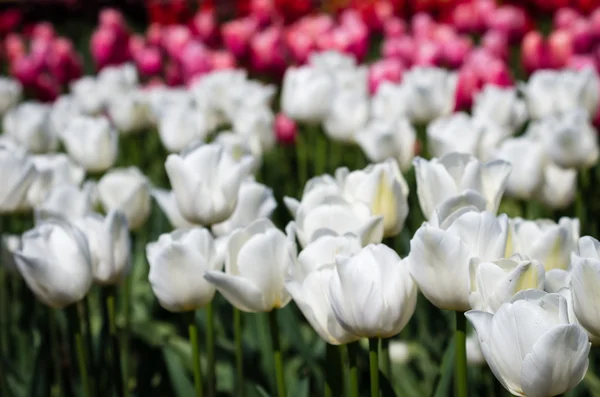 Tulip växter med blommor i full blom — Stockfoto