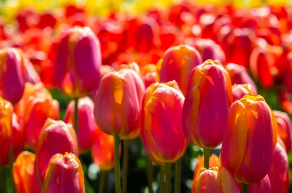 Tulipes avec fleurs en pleine floraison — Photo